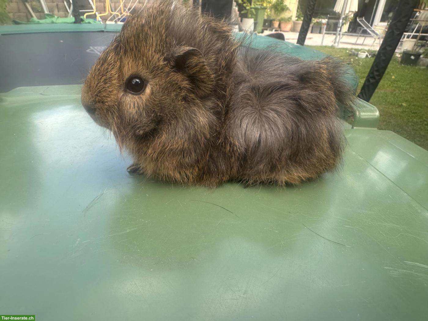 Rosetten, Teddy Meerschweinchen Böckli