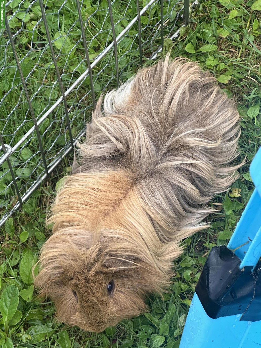 Bild 2: Rosetten, Teddy Meerschweinchen Böckli