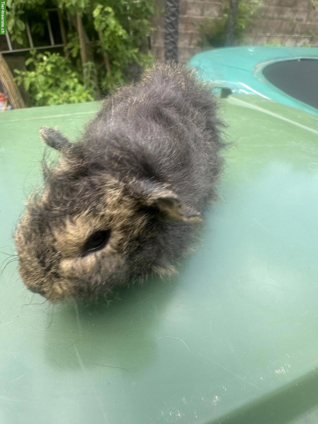Bild 3: Rosetten, Teddy Meerschweinchen Böckli
