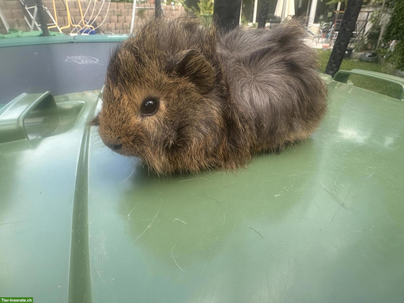 Bild 4: Rosetten, Teddy Meerschweinchen Böckli