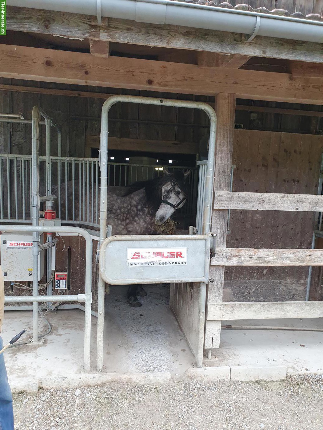 Bild 2: Offenstallplatz frei für 1-2 Pferde/Pony in der Region Bolligen