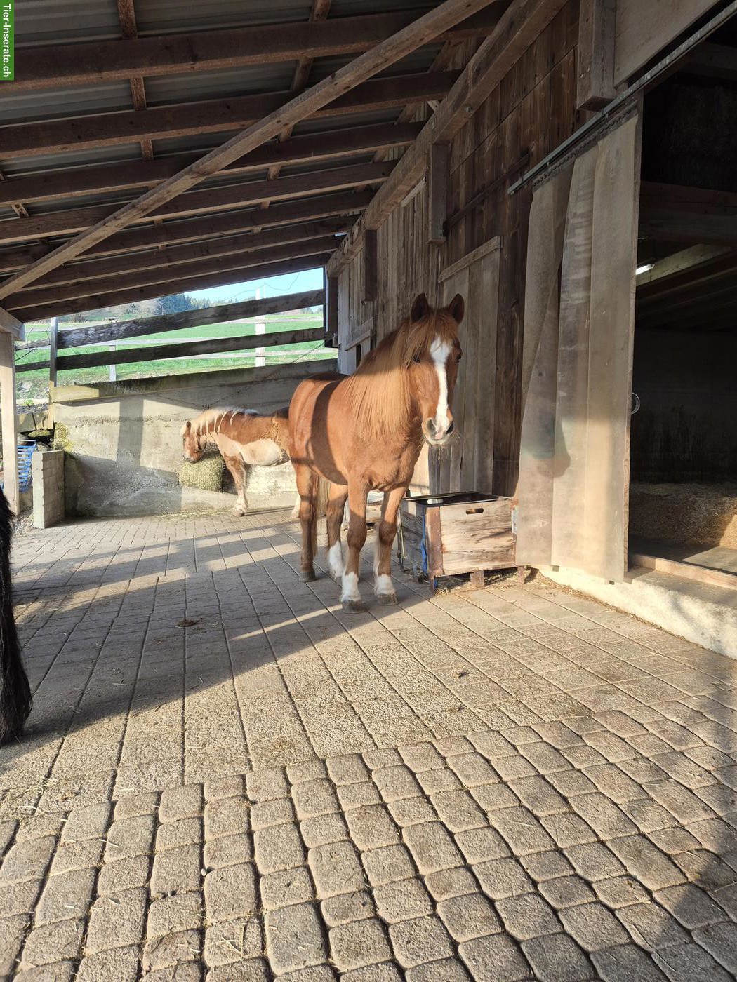 Bild 3: Offenstallplatz frei für 1-2 Pferde/Pony in der Region Bolligen