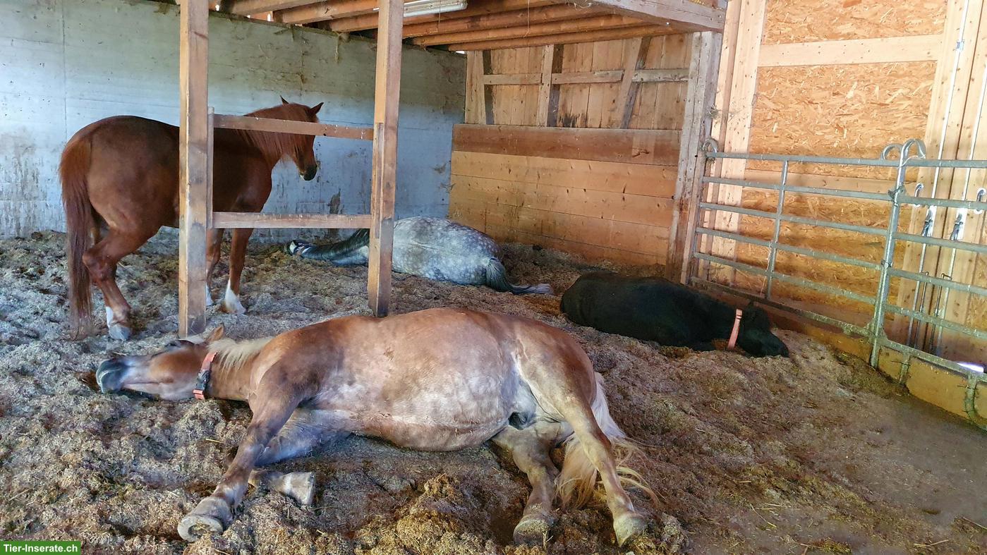 Bild 4: Offenstallplatz frei für 1-2 Pferde/Pony in der Region Bolligen
