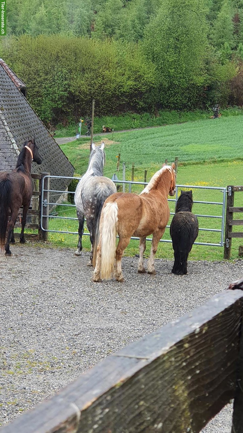 Bild 5: Offenstallplatz frei für 1-2 Pferde/Pony in der Region Bolligen