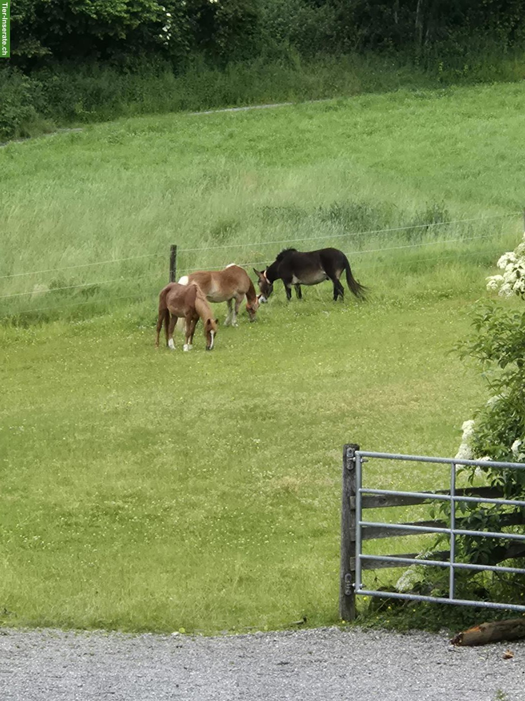 Bild 7: Offenstallplatz frei für 1-2 Pferde/Pony in der Region Bolligen