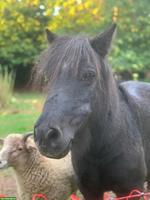 Suche Offenstall für Mini Shetlandpony