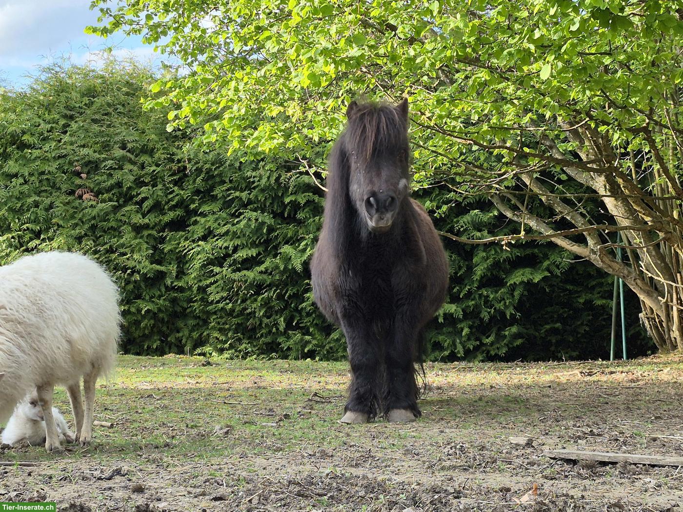 Bild 2: Suche Offenstall für Mini Shetlandpony