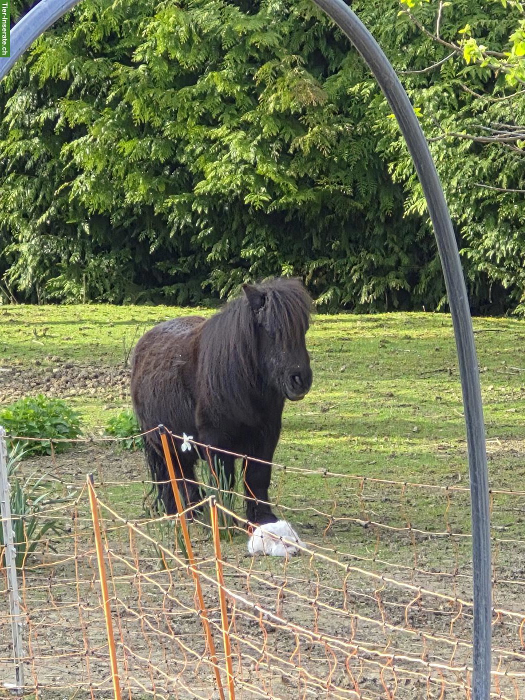 Bild 3: Suche Offenstall für Mini Shetlandpony