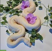 Königspythons: Albino Spider, Lesser, Axanthic
