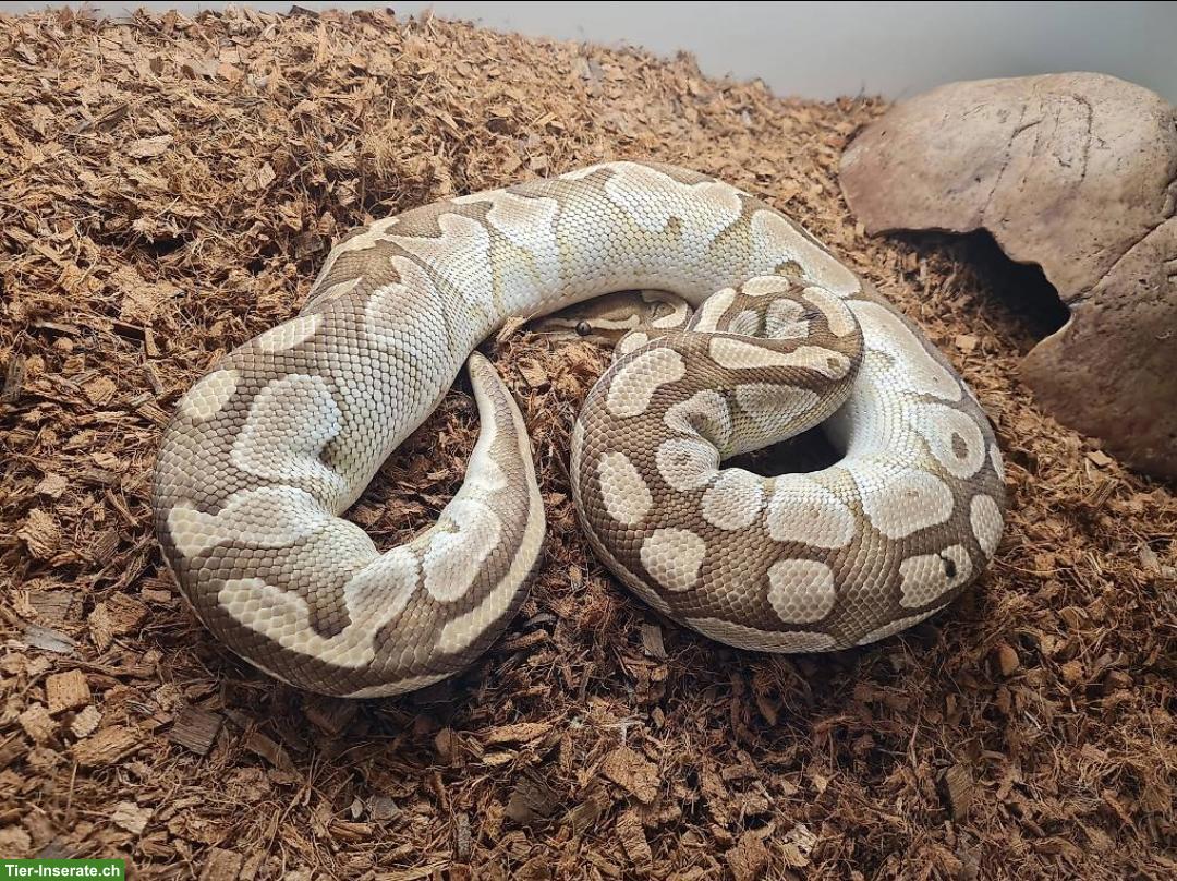 Bild 2: Königspythons: Albino Spider, Lesser, Axanthic