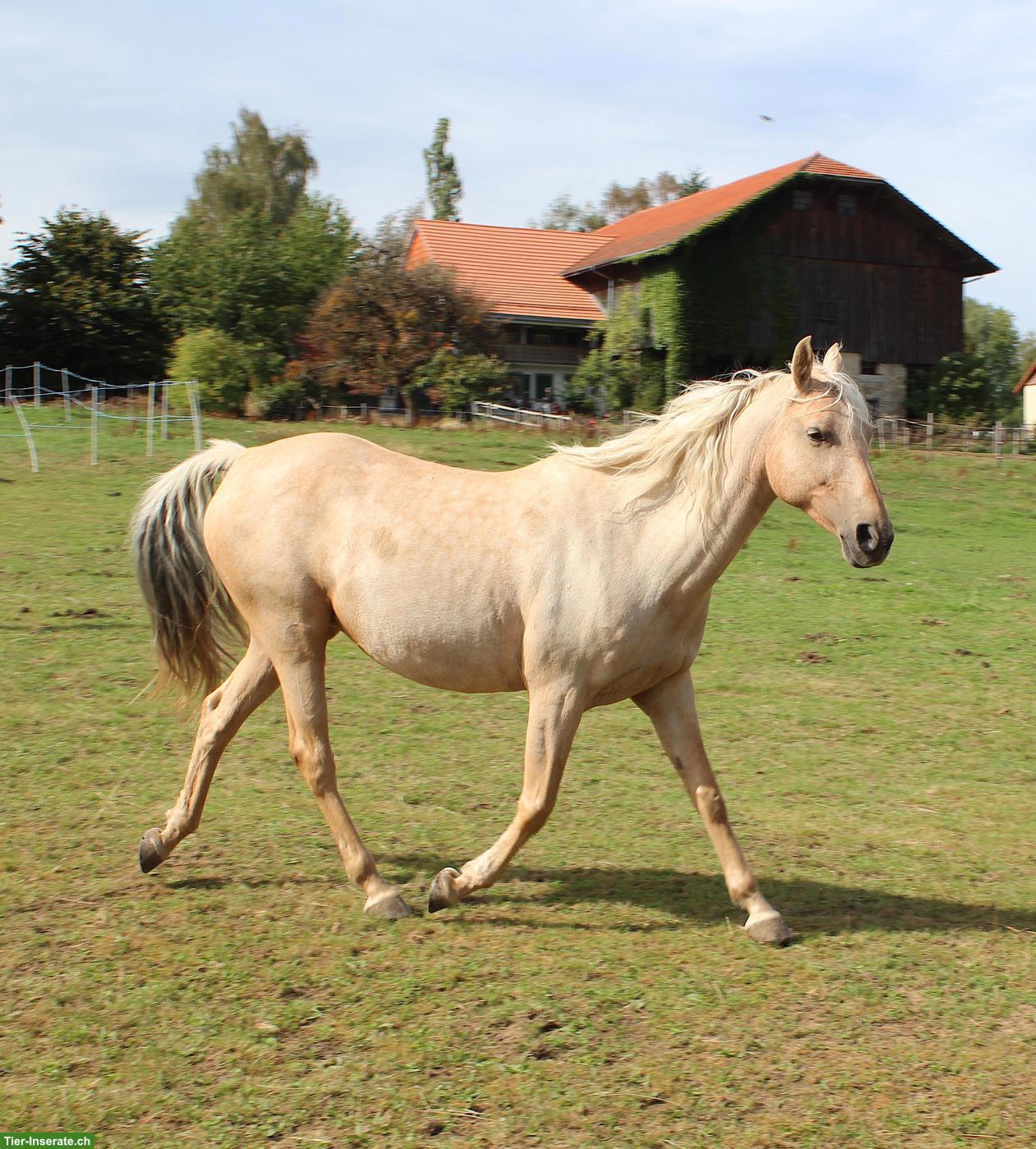 Bild 2: Berber-Araber, Palomino-Stute, 14-jährig, zu verkaufen