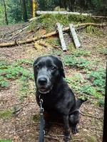 Labrador Retriever Hündin in Charcoal
