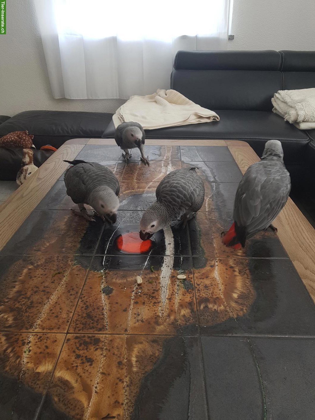 2 Junge Graupapageien Männchen abzugeben