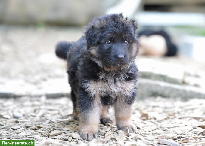 Deutsche Schäferhund Welpen (Langstockhaar)