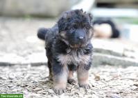 Deutsche Schäferhund Welpen (Langstockhaar)