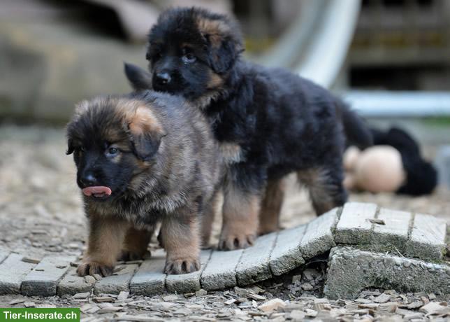 Bild 3: Deutsche Schäferhund Welpen (Langstockhaar)