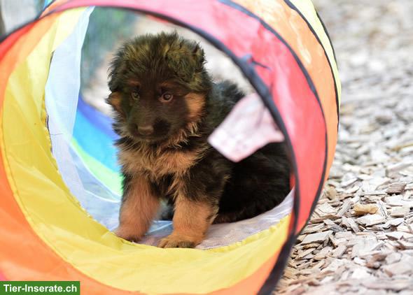 Bild 4: Deutsche Schäferhund Welpen (Langstockhaar)