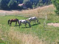 Weidezaun für 30 Aren Land (zum selber abbauen)