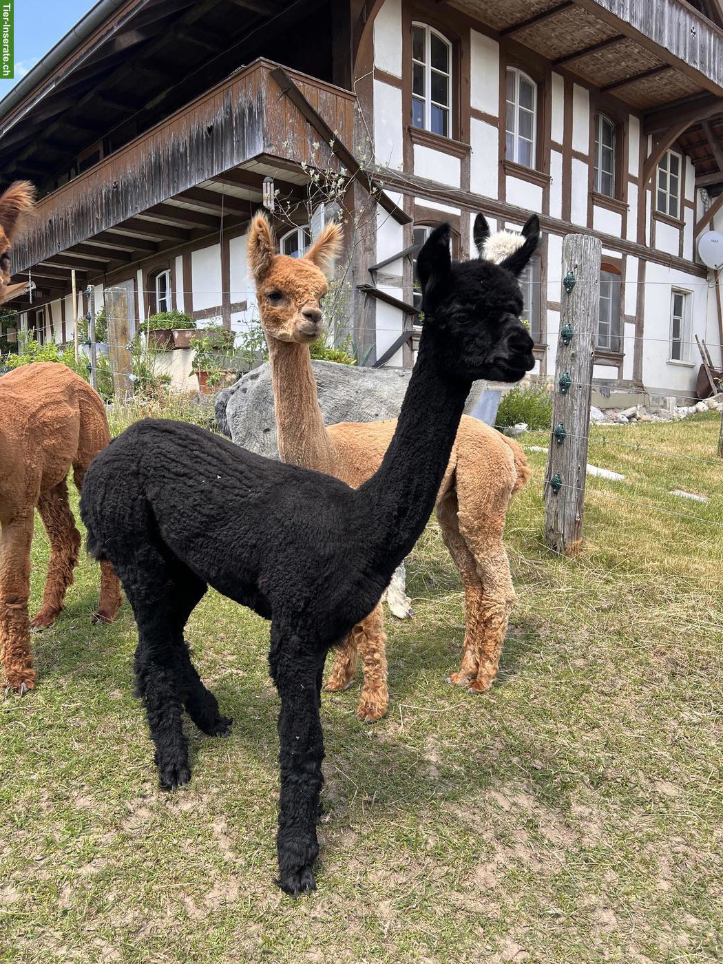 Bild 2: 2 liebe Alpaka Junghengste suchen neues Zuhause