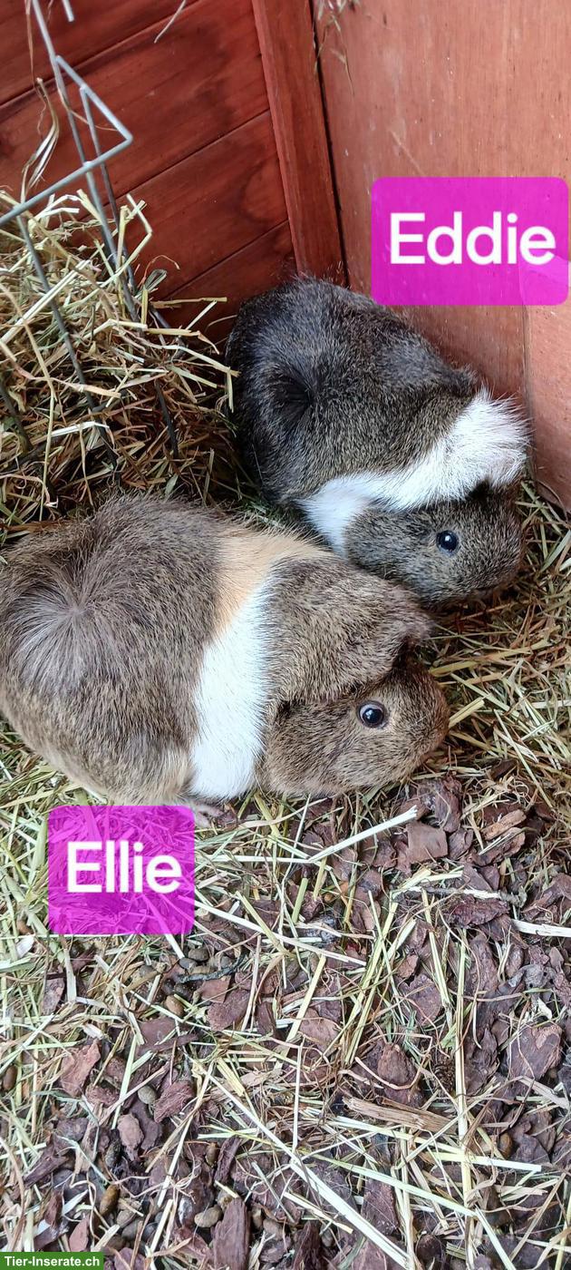 Meerschweinchen Weibchen 🐹 suchen ein Zuhause