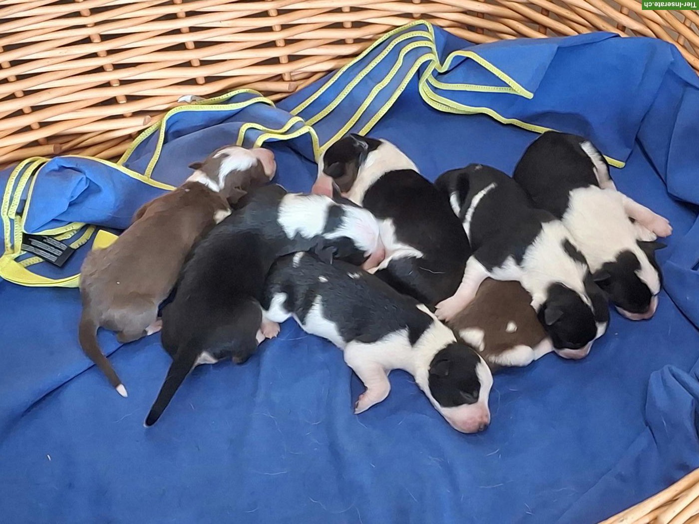 Border Collie Welpen suchen ein Zuhause