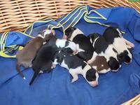 Border Collie Welpen suchen ein Zuhause