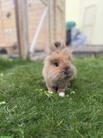 Löwenkopf Zwergkaninchen suchen neues Zuhause