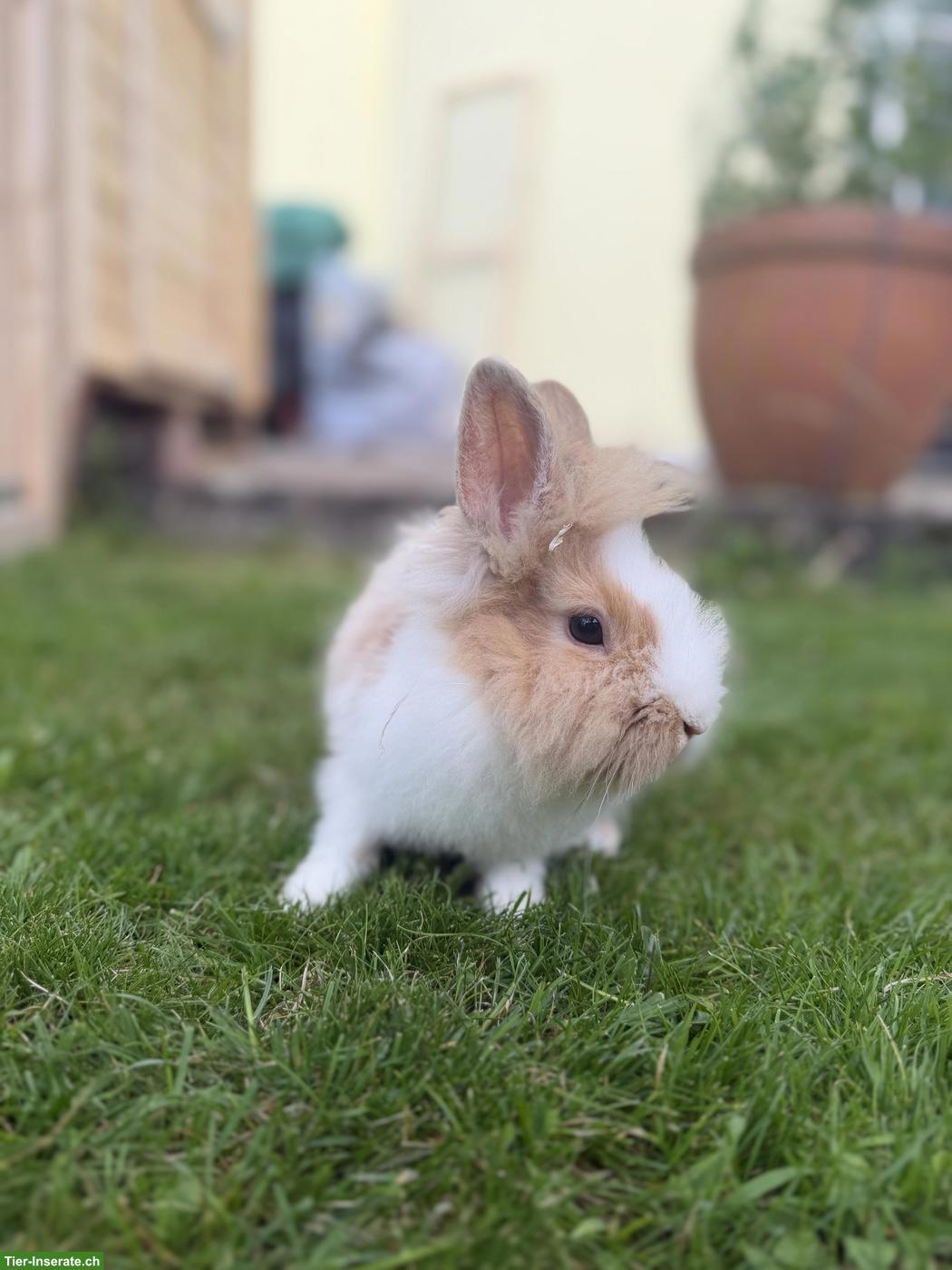 Bild 5: Löwenkopf Zwergkaninchen suchen neues Zuhause