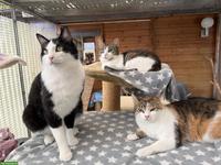 3 Freigängerkatzen suchen gemeinsam ein Zuhause