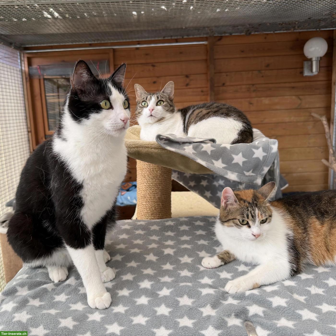 Bild 2: 3 Freigängerkatzen suchen gemeinsam ein Zuhause