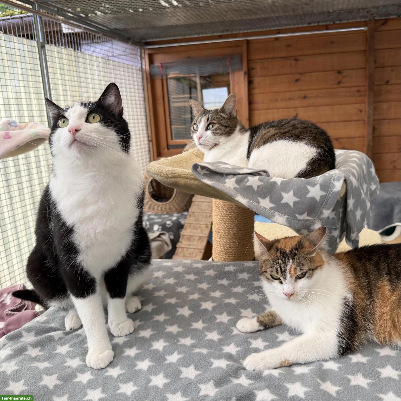 Bild 3: 3 Freigängerkatzen suchen gemeinsam ein Zuhause