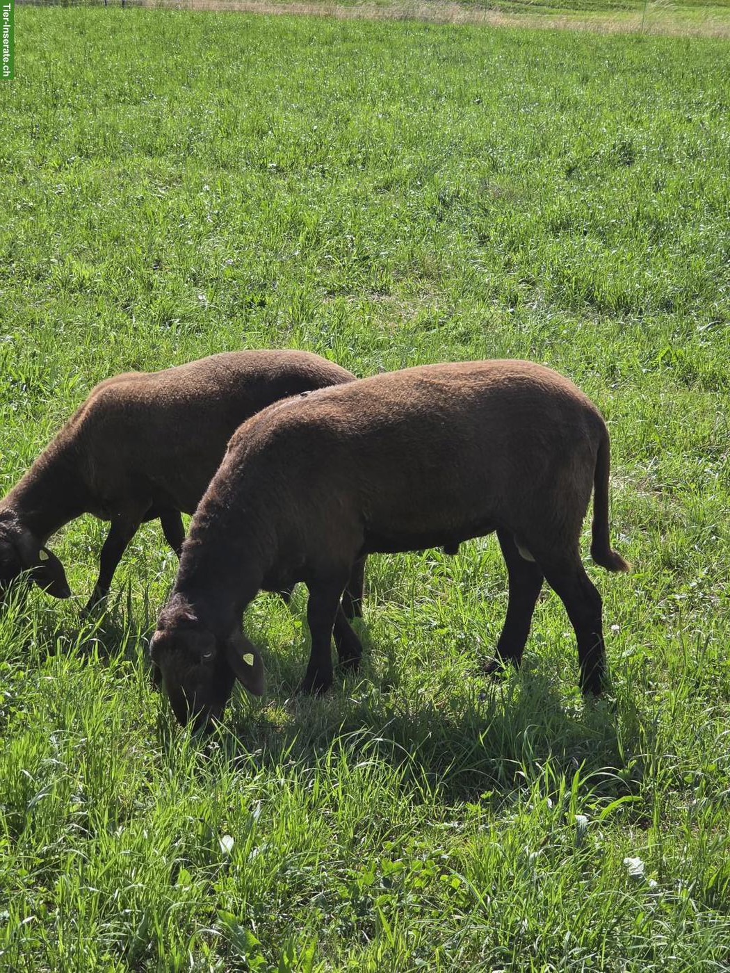 Bild 2: Junger Engadinerschaf Schafbock