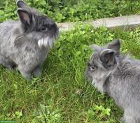 2 graue Zwergkaninchen, männlich, kastriert