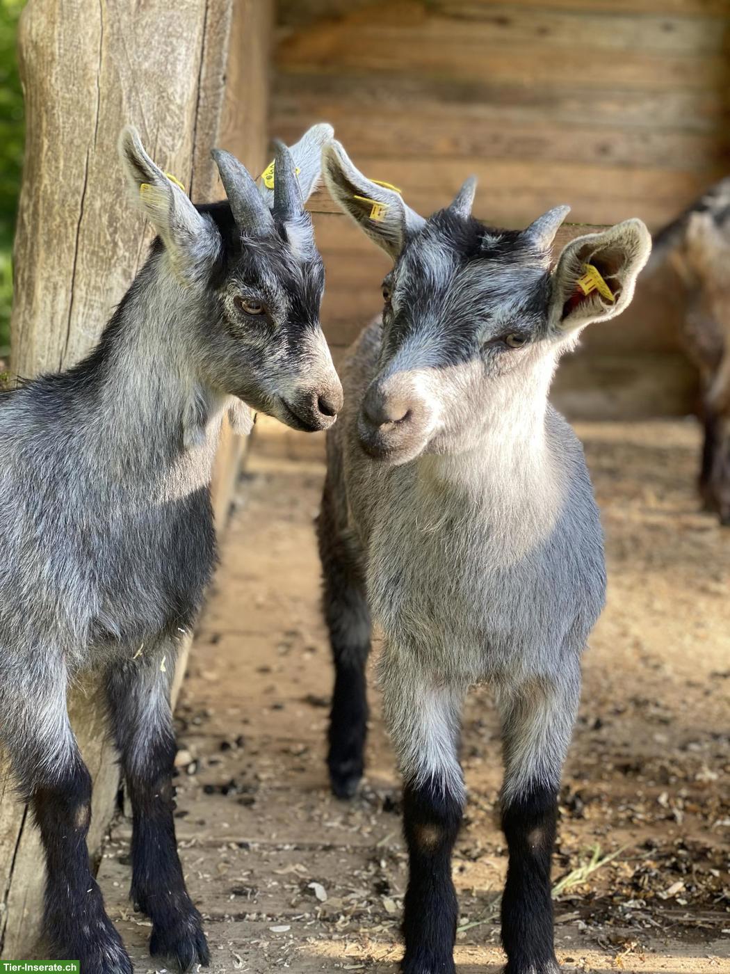 Junge Capra Grigia Weibchen (Graue Bergziege) für Zucht