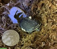 Amboina-Scharnierschildkröte (Cuora amboinensis)