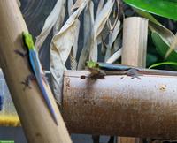 Phelsuma klemmeri / Blauer Bambus-Taggecko, Nachzucht 2025/2026