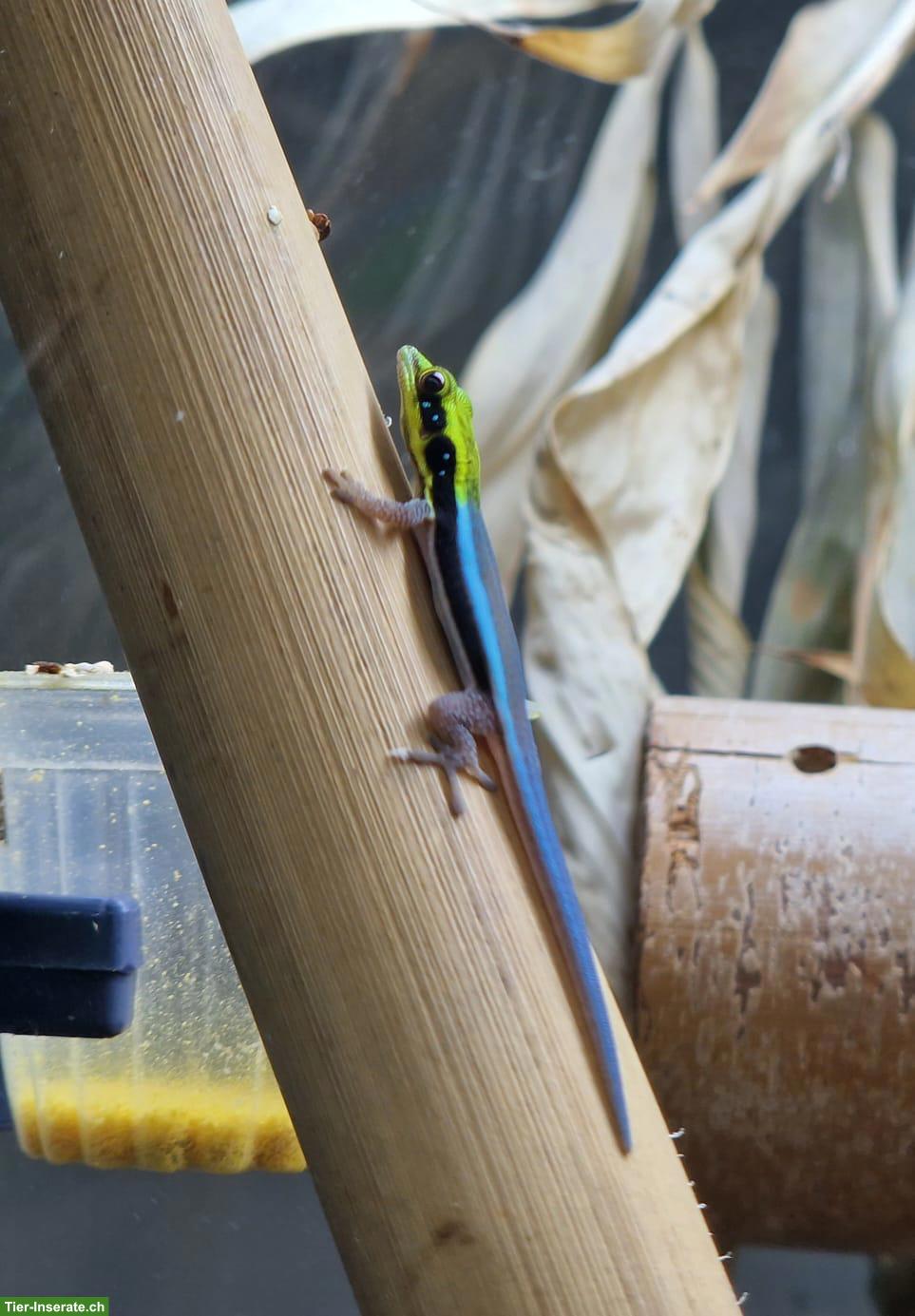 Bild 2: Phelsuma klemmeri / Blauer Bambus-Taggecko, Nachzucht 2025/2026