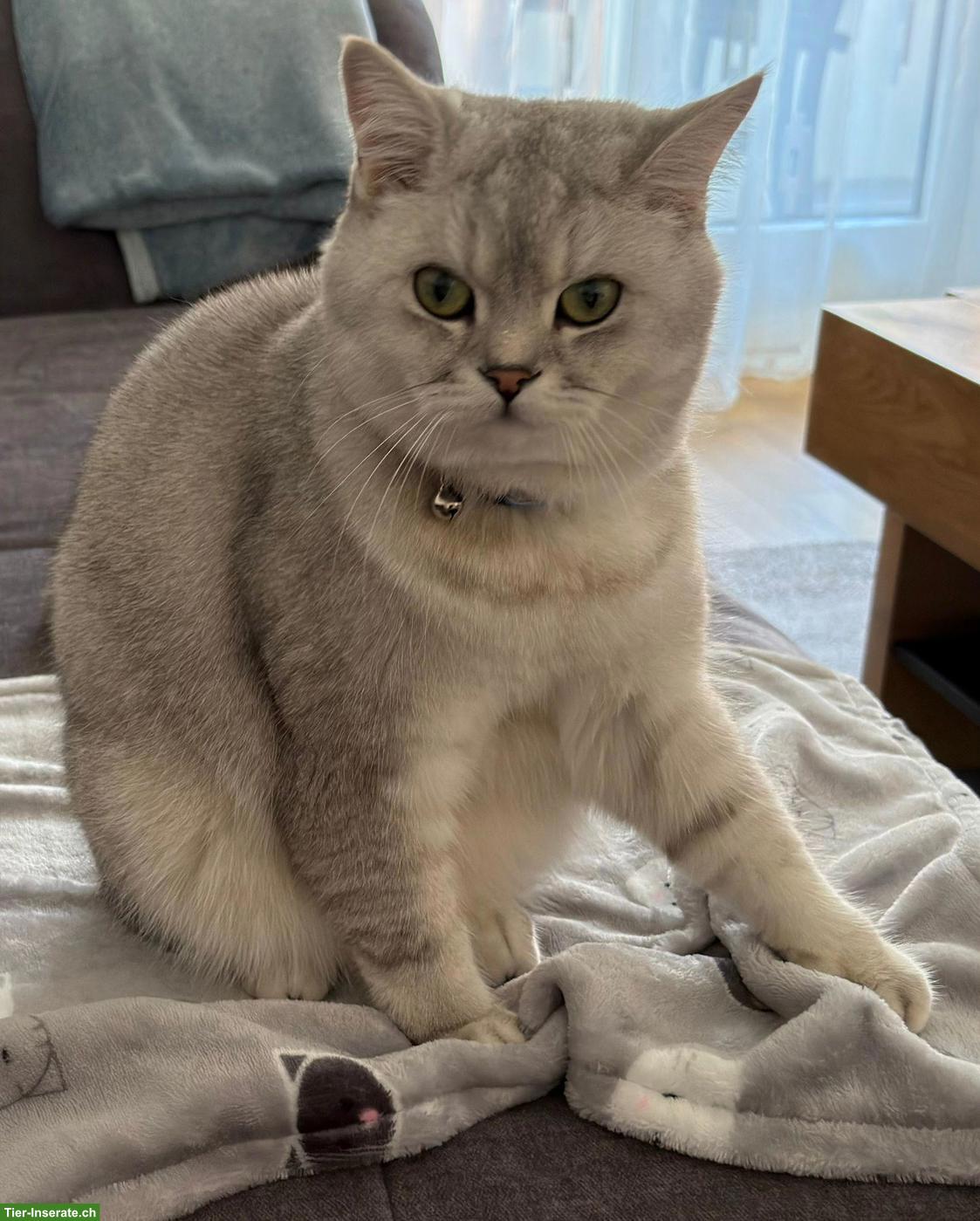 BKH Kater, bald 2-jährig, kastriert