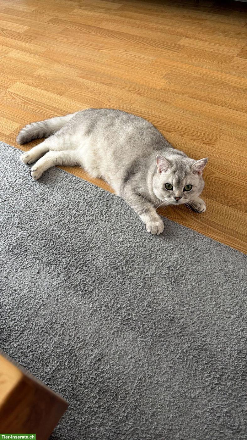 Bild 2: BKH Kater, bald 2-jährig, kastriert