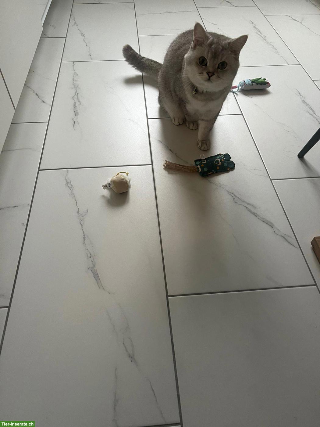 Bild 3: BKH Kater, bald 2-jährig, kastriert