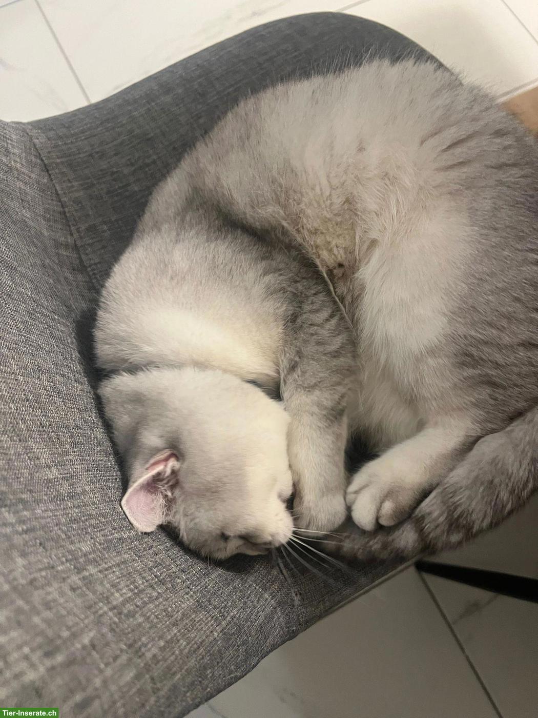 Bild 4: BKH Kater, bald 2-jährig, kastriert