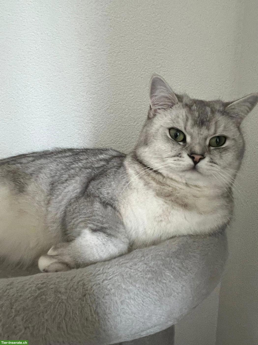 Bild 5: BKH Kater, bald 2-jährig, kastriert