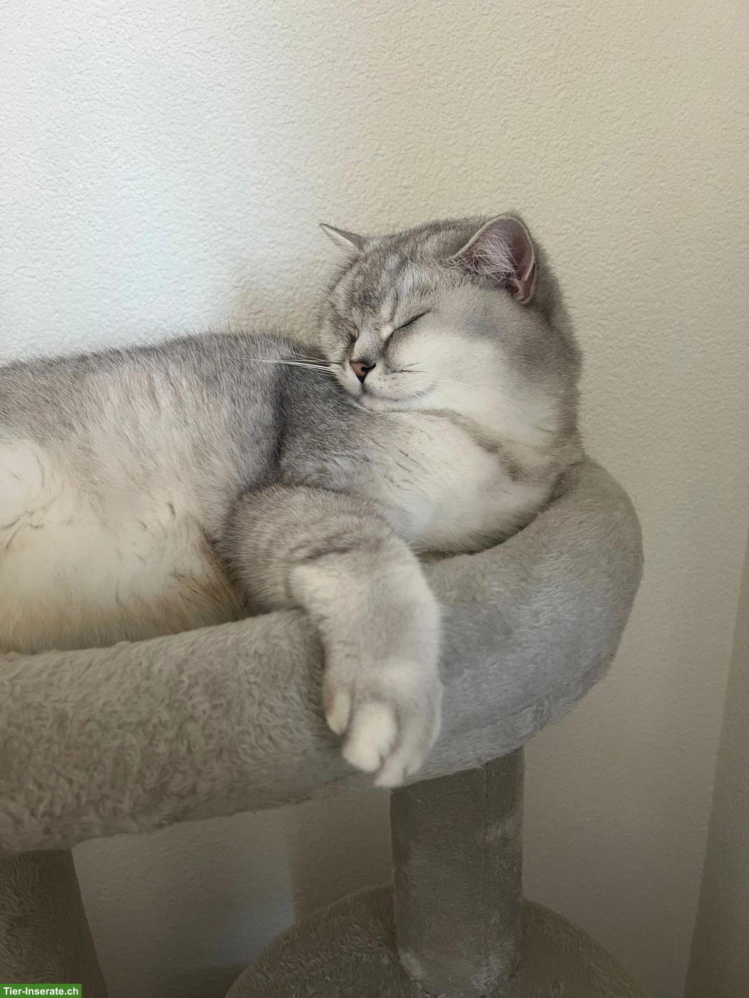 Bild 6: BKH Kater, bald 2-jährig, kastriert