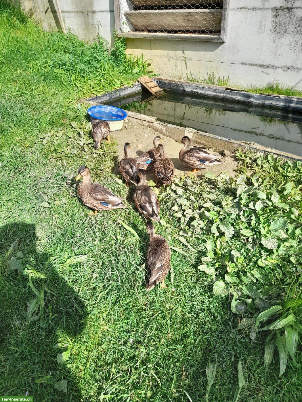 Bild 2: Junge Zwergenten, wildfarbig