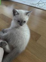 Britisch Kurzhaar Kitten suchen verantwortungsvolles Zuhause