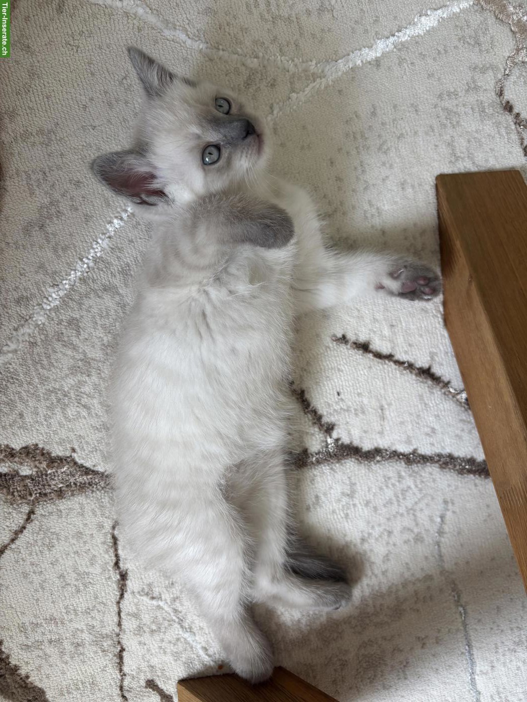 Bild 2: Britisch Kurzhaar Kitten suchen verantwortungsvolles Zuhause