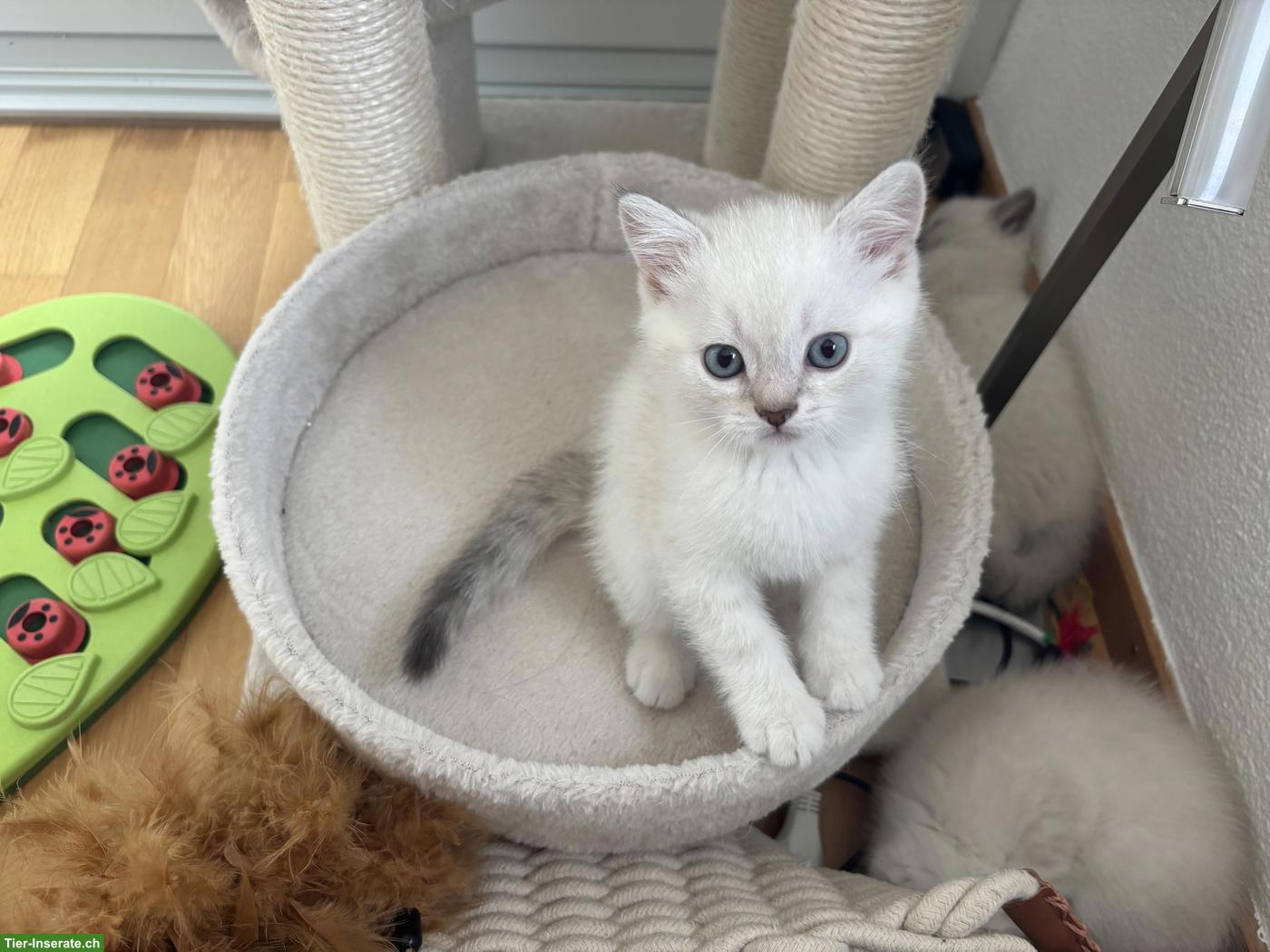 Bild 3: Britisch Kurzhaar Kitten suchen verantwortungsvolles Zuhause