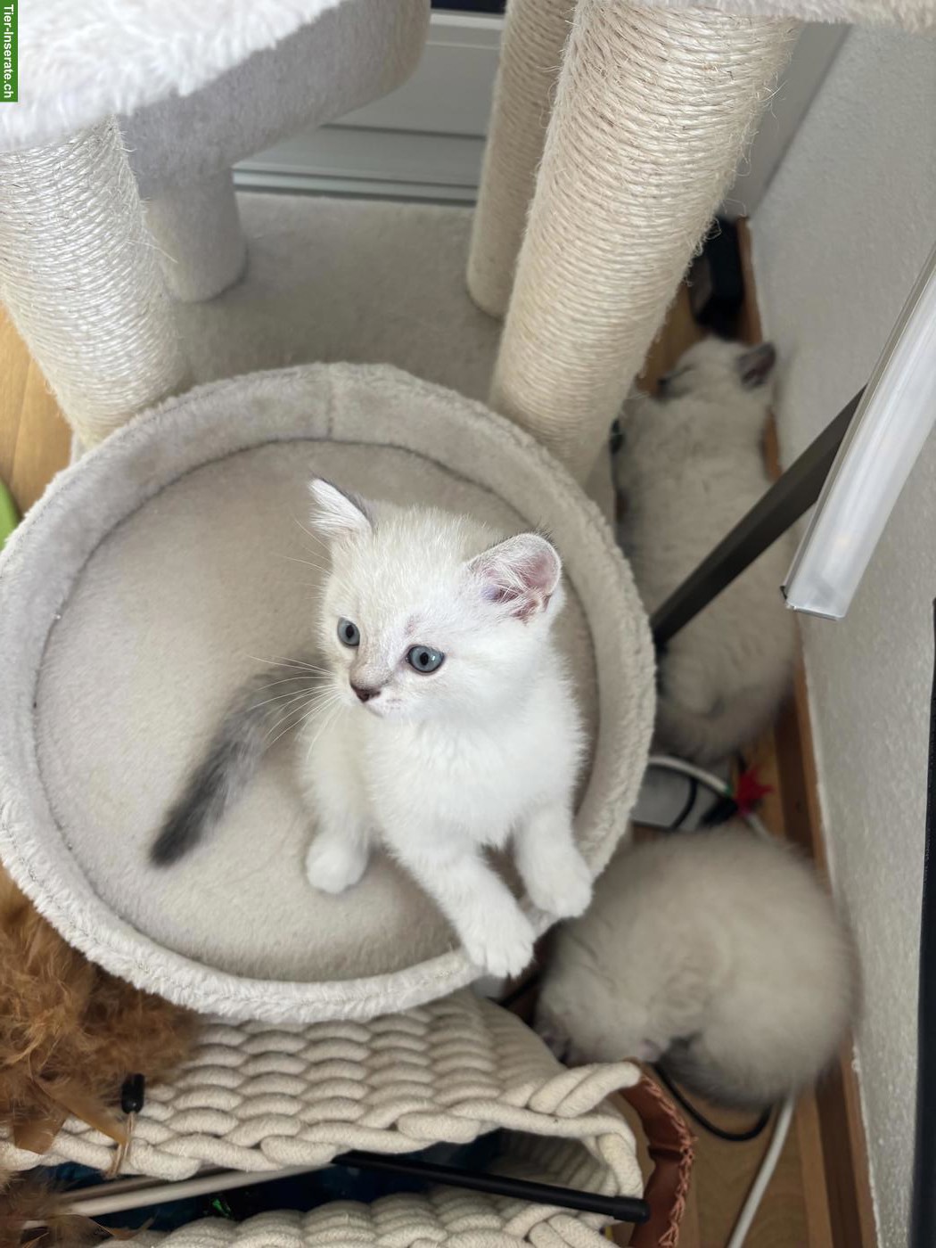 Bild 4: Britisch Kurzhaar Kitten suchen verantwortungsvolles Zuhause