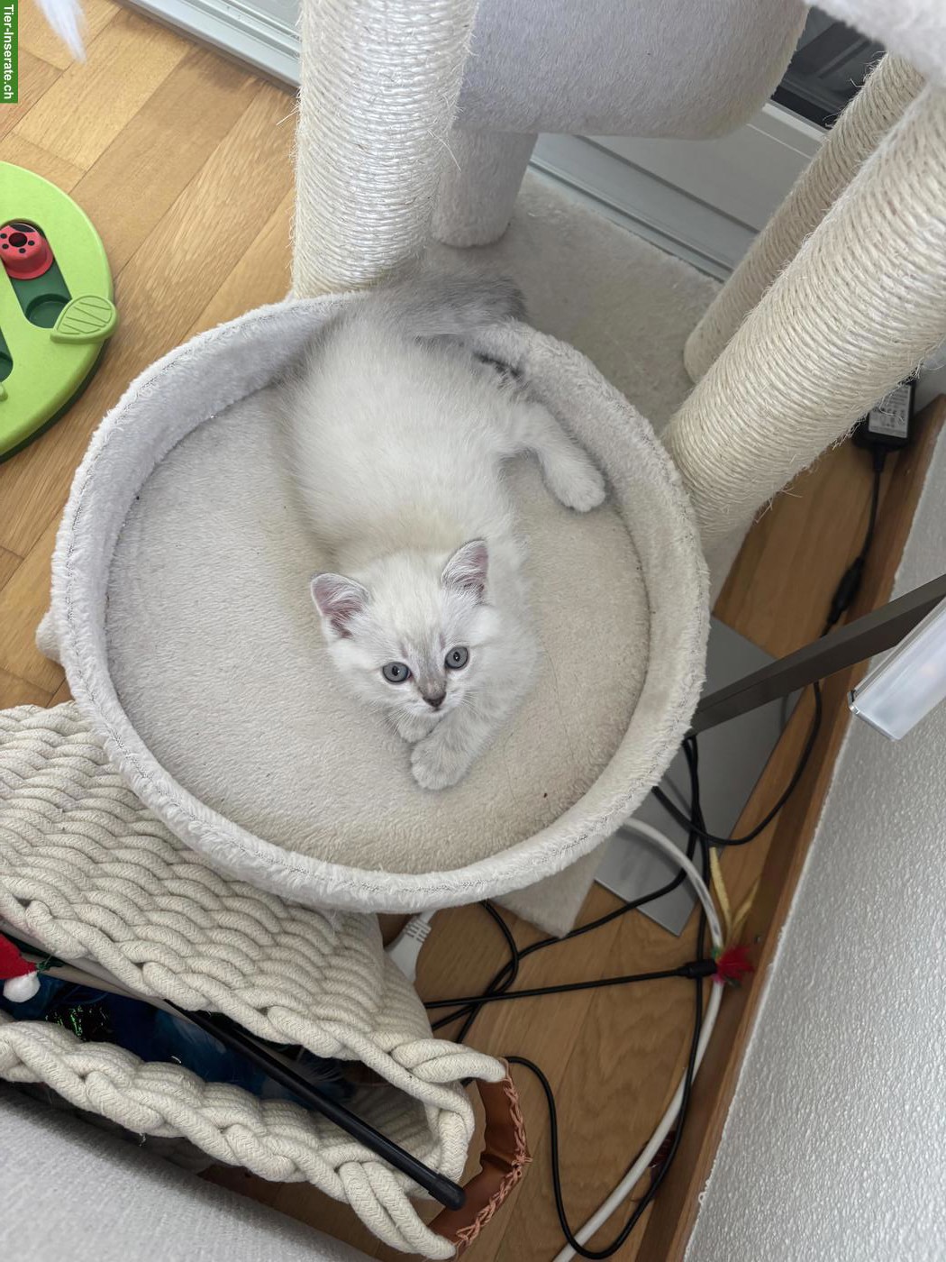 Bild 6: Britisch Kurzhaar Kitten suchen verantwortungsvolles Zuhause