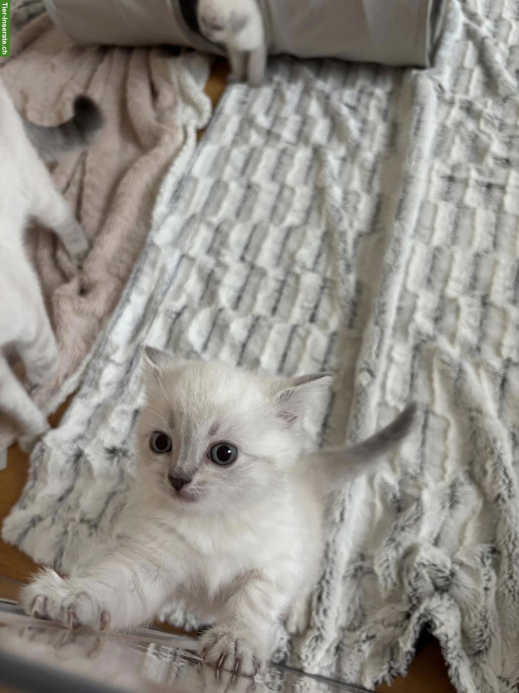 Bild 7: Britisch Kurzhaar Kitten suchen verantwortungsvolles Zuhause